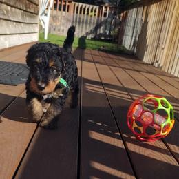 Airedale Terrier Puppies from JOVAL Airedales