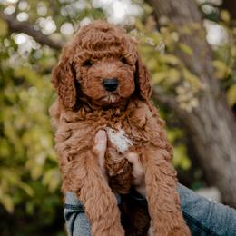 Goldendoodle and Sheepadoodle Puppies from Red River Goldendoodles