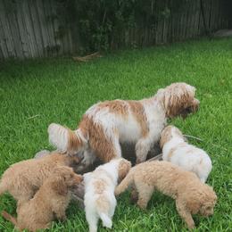 Goldendoodle Puppies from Costa's Curly Canines