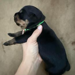 Kali - Black and tan female Rottweiler puppy in Newfoundland, Pennsylvania from Poconopaws