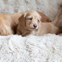 Dachshund Puppies from CTX Doxies