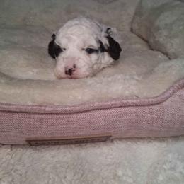 Wassail - Black and white female Bernedoodle puppy in Fort White, Florida from Jade