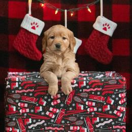 Labrador Retriever Puppies from Sun Ridge Labradors