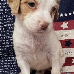 Krystal girl 6 - White and orange female Brittany puppy in Floyd Knobs, Indiana from Cross Creek Brittanys