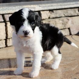Rebecca - Black and white female Portuguese Water Dog puppy in Hamptonville, North Carolina from Alabama Havanese Kennel Tidewater Kennel