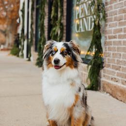 Miniature American Shepherds and Miniature Australian Shepherds from Twisted H Aussies