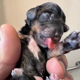 Dachshund Puppies from Witchy Woman’s Wiener’s
