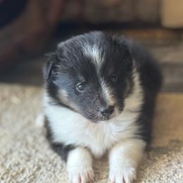 Aspen's Tri Female - Black white and tan female Shetland Sheepdog puppy in Shirley, Arkansas from Lucky Pups