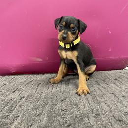 Piper - Black and rust female Miniature Pinscher puppy in Lancaster, Missouri from White Stone Ranch