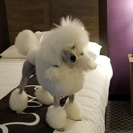 Poodles from Andmarc Poodles