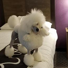 Poodles from Andmarc Poodles