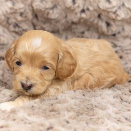 Nugget - Golden male Cockapoo puppy in Seattle, Washington from Sweet Home Doodles