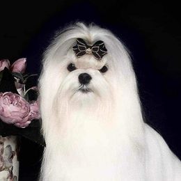 Maltese and Yorkshire Terriers from Jurate Belanger