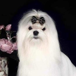 Maltese and Yorkshire Terriers from Jurate Belanger