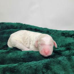 Ginger - Parti female Goldendoodle puppy in Grabill, Indiana from Rose's Doodles