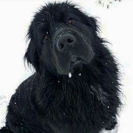 Meija - Newfoundland