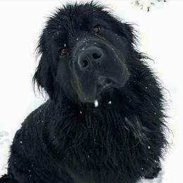 Meija - Newfoundland