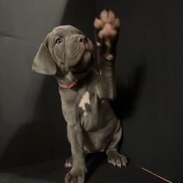 Pink pup - Gray female Cane Corso puppy in Atlanta, Georgia from Brandy Horne