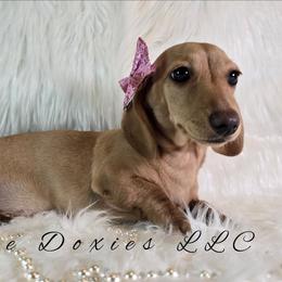 Maple English Cream AKC - Cream female Dachshund puppy in Kansas City, Missouri from Divine Doxies LLC