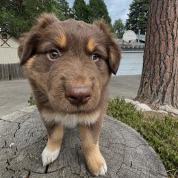 Australian Shepherd Puppies from McElroy Homestead Austrailian Shepherds