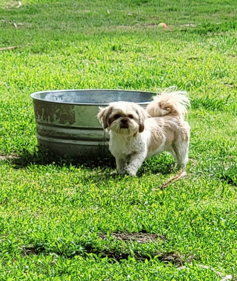 Shih Tzu Puppies from Shantii's Shih Tzu's