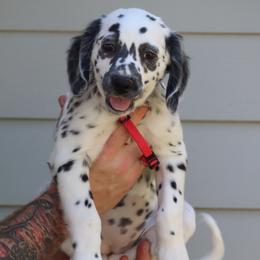 Red - White and black female Dalmatian puppy in Cottage Grove, Oregon from Hidden Hills Dalmatians