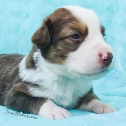 Australian Shepherd Puppies from Arrow Stone Aussies