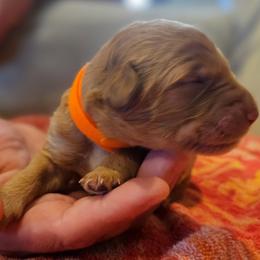 Orange Girl - Apricot female Goldendoodle puppy in Lumberton, Texas from SETX Doodle Den LLC