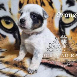Orange - Blue male Australian Cattle Dog puppy in Silsbee, Texas from Rockin ND Ranch