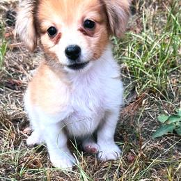 Sable - white and lemon female Companion Cross puppy in Garvin, Oklahoma from Hochatown Awesome Aussies