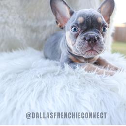 Lilac and tan male 1 - Tricolors male French Bulldog puppy in Waxahachie, Texas from Andrea - Dallas Frenchie Connect