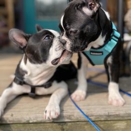 Boston Terriers and Redbone Coonhounds from Punk Kennels