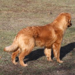 Prince Charming - Dark golden Golden Retriever puppy in North Brunswick, New Jersey from Cynazar Goldens