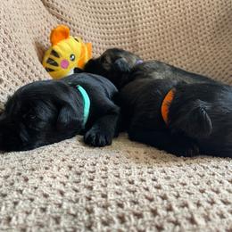 (Green)Turquoise Collared Collar - Black male Miniature Schnauzer puppy in San Diego, California from KMS-Miniature Schnauzers