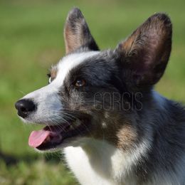 Paisley - American Corgi