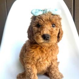Paloma - Apricot female Goldendoodle puppy in Mount Pleasant, Tennessee from Doodle My Heart