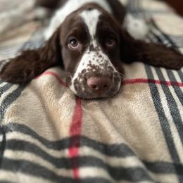 English Springer Spaniel All Grown Up from Bristol’s Southern Spaniels