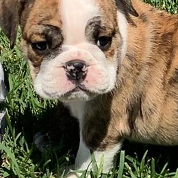Bulldogs from Pam’s Adorabull Bulldogs