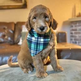 Gumdrop (Green Collar) - Red  male Goldendoodle puppy in Bay City, Texas from Charming Doods