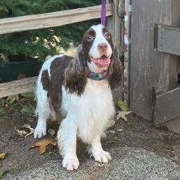 Zayna - English Springer Spaniel