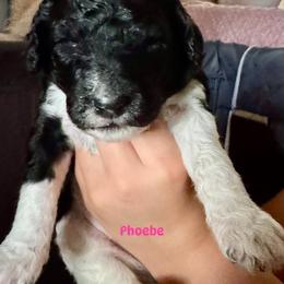 Poodle Puppies from Candace Yakes