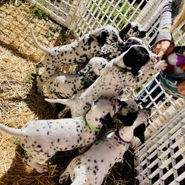 Dalmatian Puppies from Dalmatian Vacation