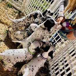 Dalmatian Puppies from Dalmatian Vacation