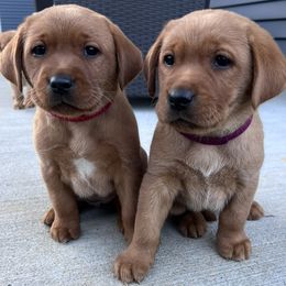 Labrador Retriever puppies from Ware the Labs Are