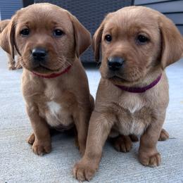 Labrador Retriever puppies from Ware the Labs Are