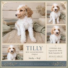 Tilly - Parti female Goldendoodle puppy in Macclenny, Florida from Baker County Goldendoodles