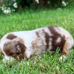 Maggie - Red merle female Australian Shepherd puppy in Mount Vernon, Texas from RJ's Aussie Posse