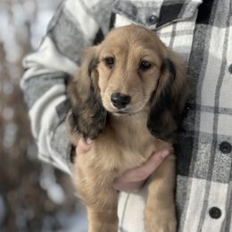 Carpenter Bee 5000 dollars - Cream male Dachshund puppy in Crystal, Michigan from Mare-bella Dachshunds