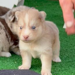 Rachael - Merle female Pomsky puppy in Spring Hill, Florida from PDQ Pomskies