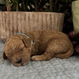 Clark - Red male Cavapoo puppy in Oklahoma from Rocky Oak Cavaliers & Biewer Terriers LLC